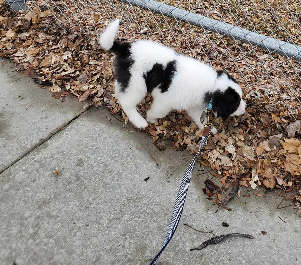 Cucciolo di Saint Bernewfie al guinzaglio