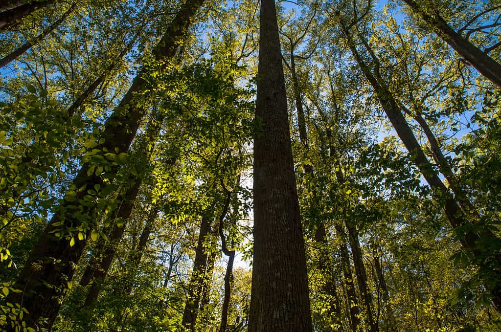 Foresta nazionale di Chattahoochee Georgia