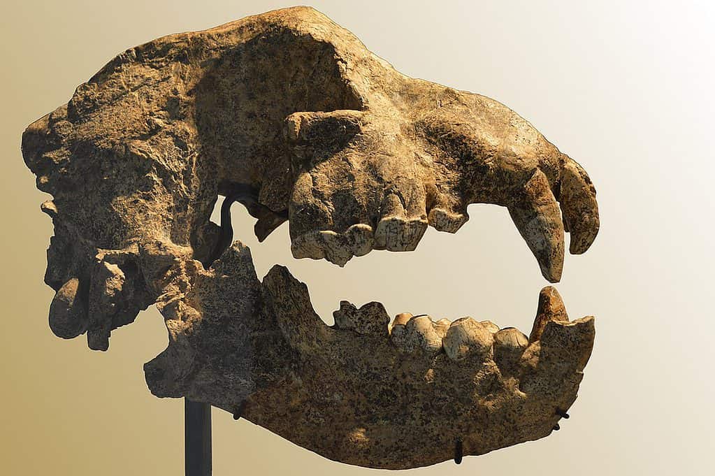 Museo Crozatier Pachycrocuta