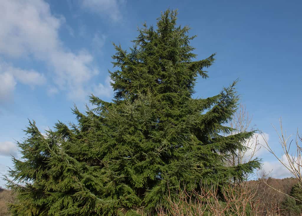 Cicuta occidentale (Tsuga heterophylla)