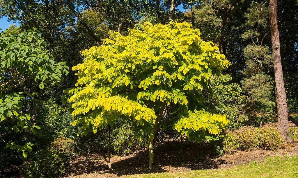 Yellowwood americano