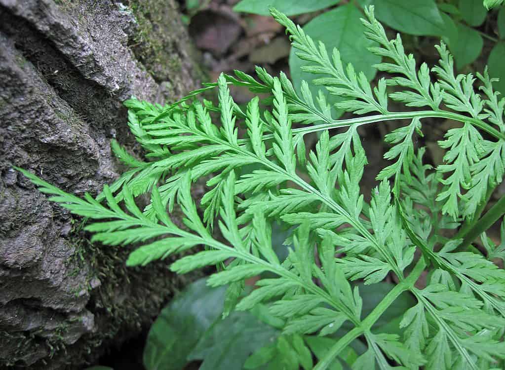 Botrypus virginianus (felce serpente a sonagli) (Natural Bridge State Park, a nord-est di Leland, Wisconsin, USA)