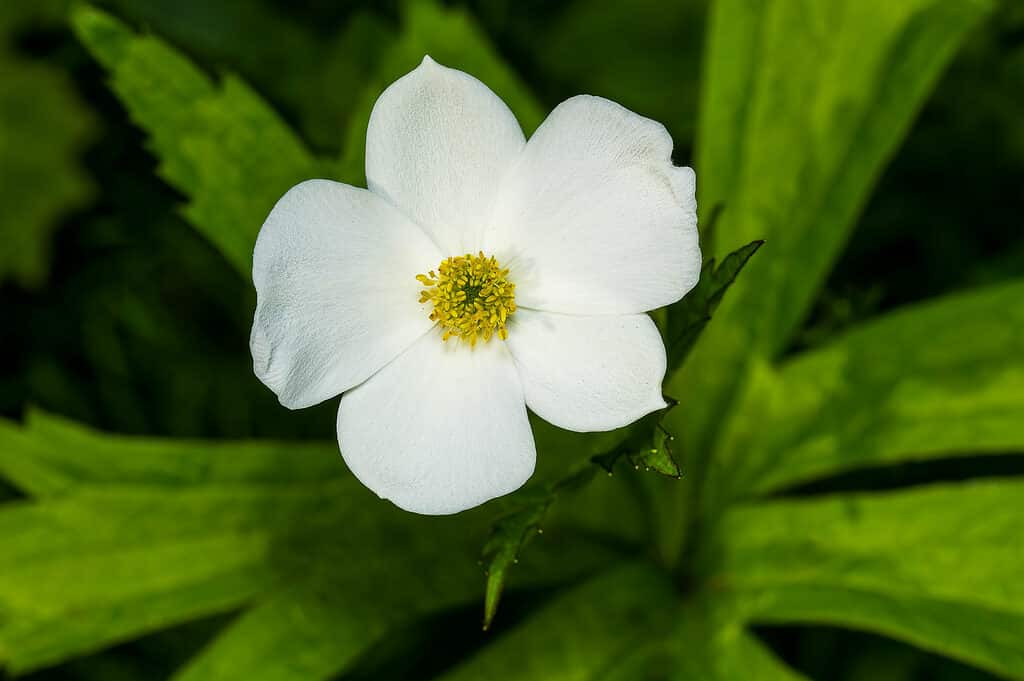Anemone di prato