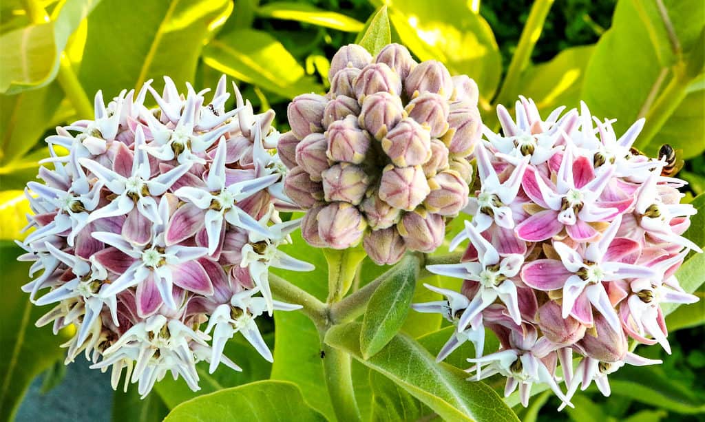 Milkweed appariscente