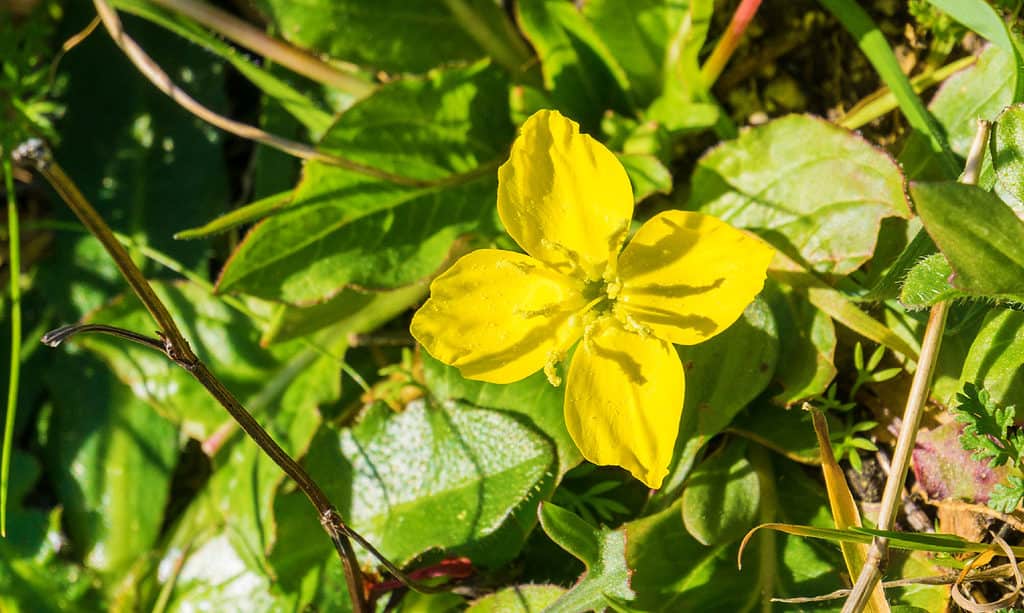 Giglio fulvo di agrumi