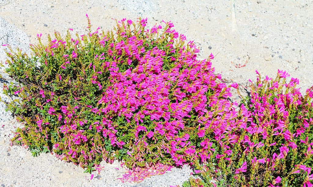 orgoglio di montagna