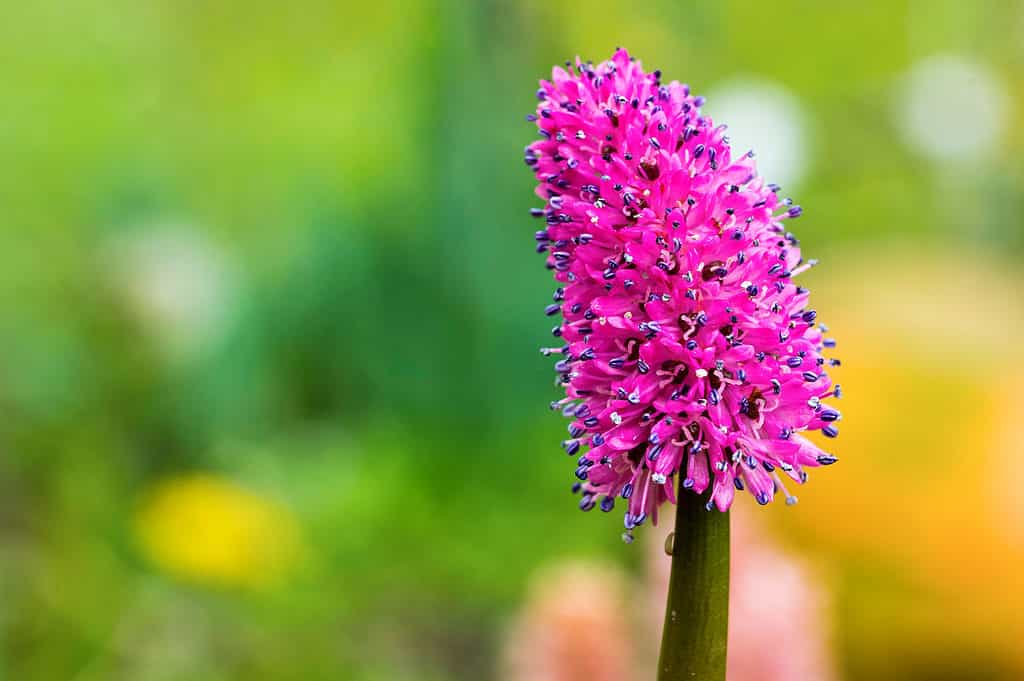 Rosa di palude (Helonias bullata)