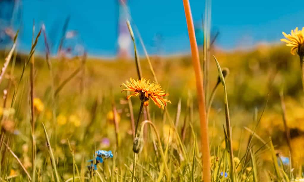 Sarai arancione, sarai arancione