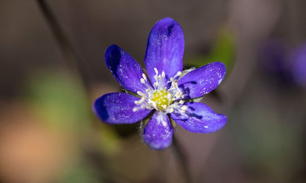 Anemone di legno occidentale