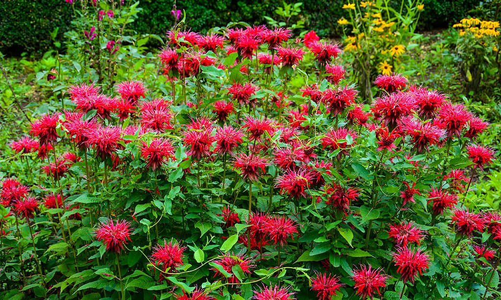 Monarda didyma (balsamo scarlatto)