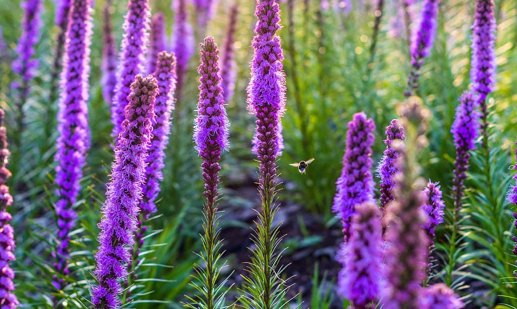 fiori e piante che rappresentano il sagittario