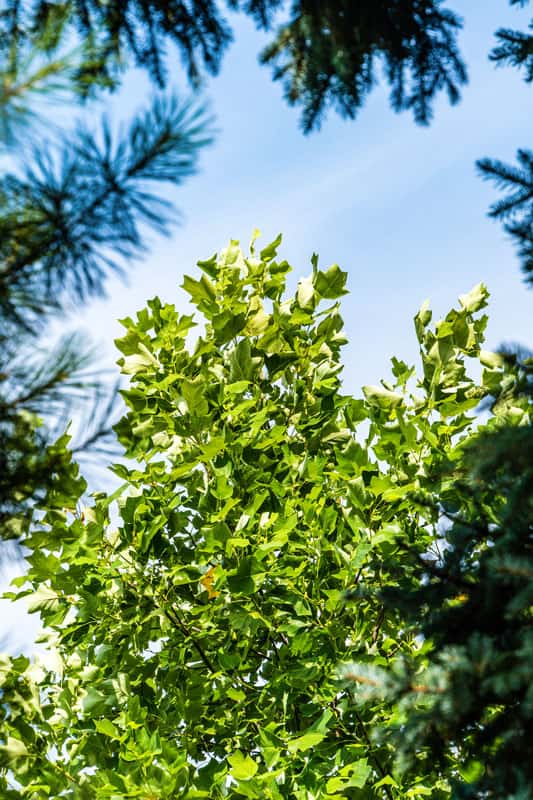 Liriodendro tulipifera