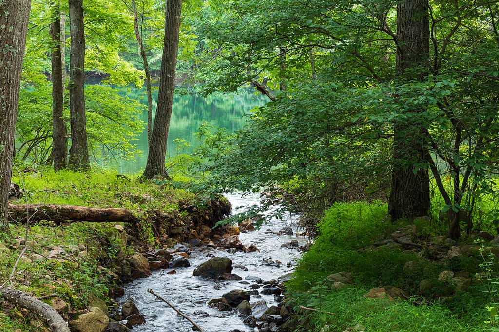 Foresta nazionale George Washington