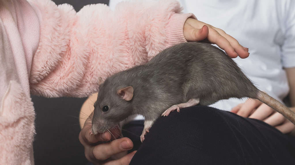 Il topo domestico viene accarezzato dai bambini