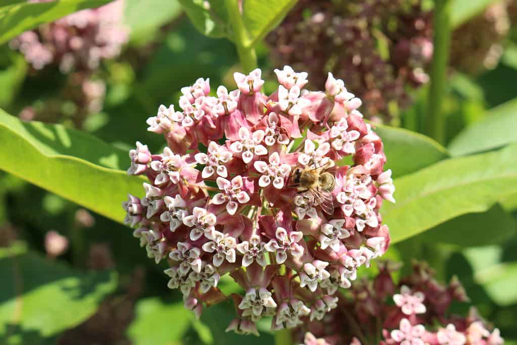 Fiori comuni di asclepiade con l'ape