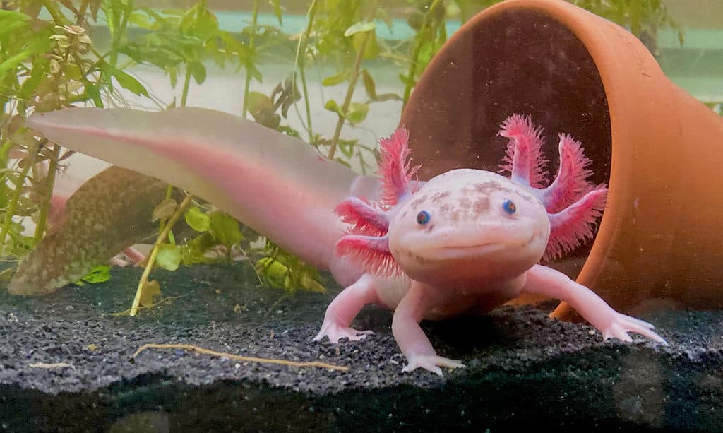 Axolotl leucistico maculato