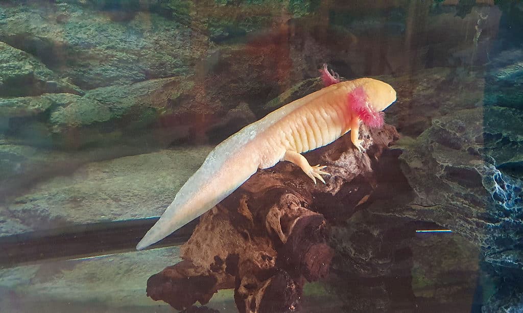 axolotl albino dorato 