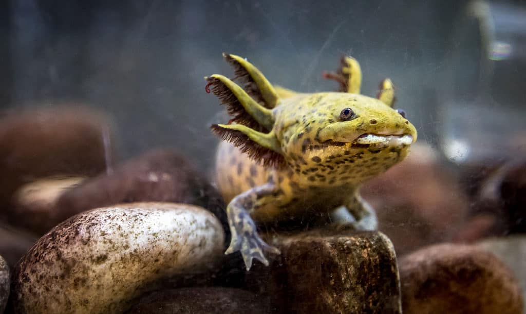 Axolotl, Animale, Composizione orizzontale, Senza persone, Pacifico nord-occidentale