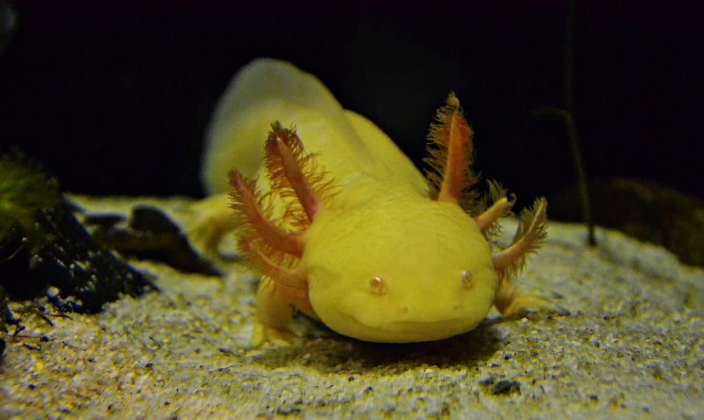 Drago marino, Anfibio, Animale, Soggetti con animali, Fauna selvatica