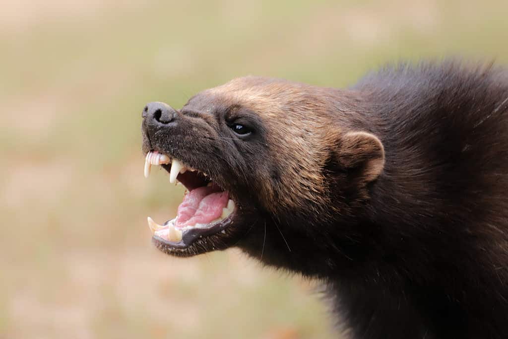 Wolverine mostra i suoi denti aguzzi in posizione minacciosa
