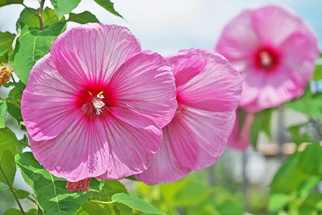 Rosa di palude-malva