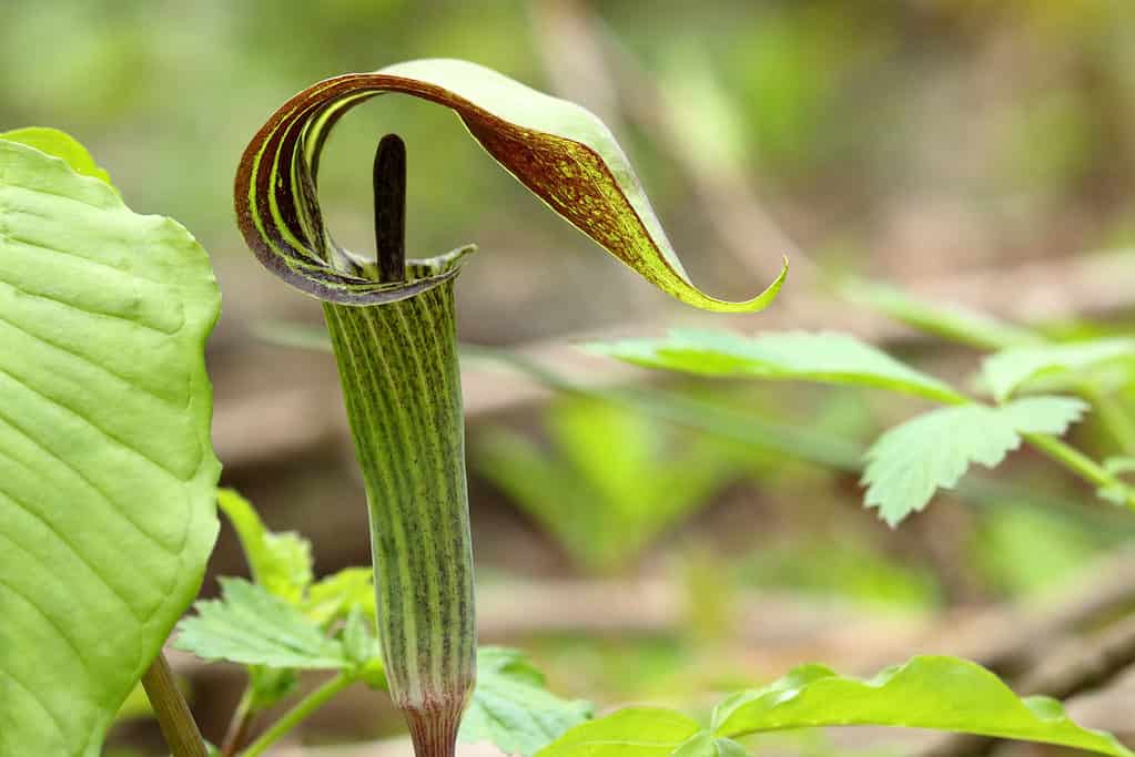 Jack-nel-pulpito