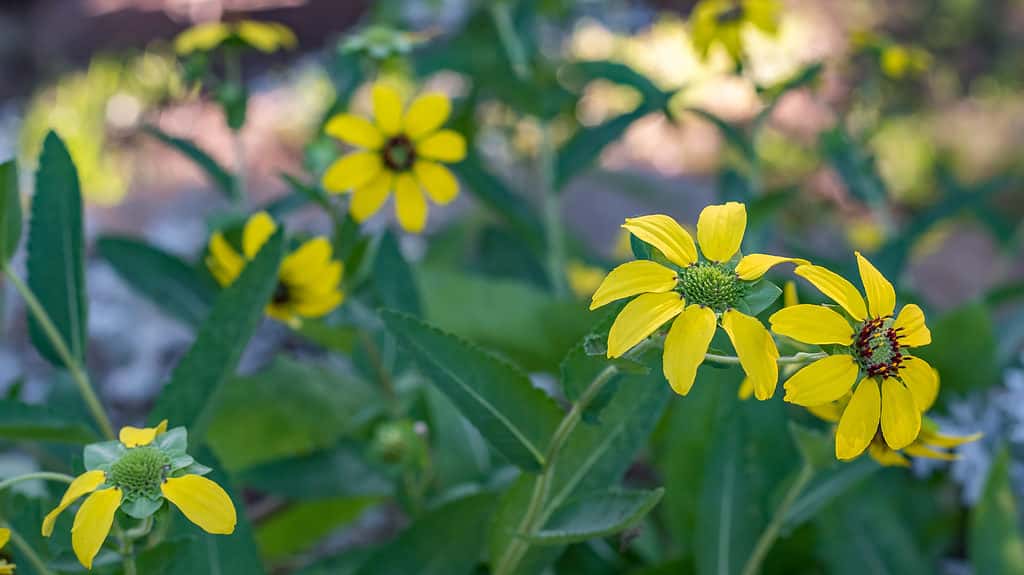 Occhi verdi del Texas, fiore di prato