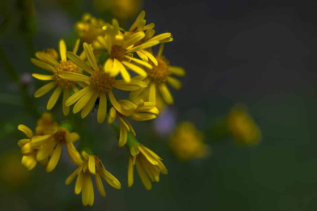 Giallo Rosinweed che fiorisce in primavera con uno sfondo scuro.