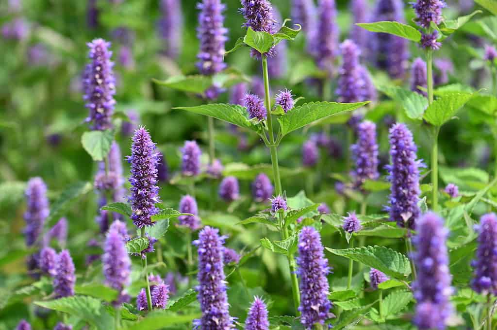 Anice fiori di issopo