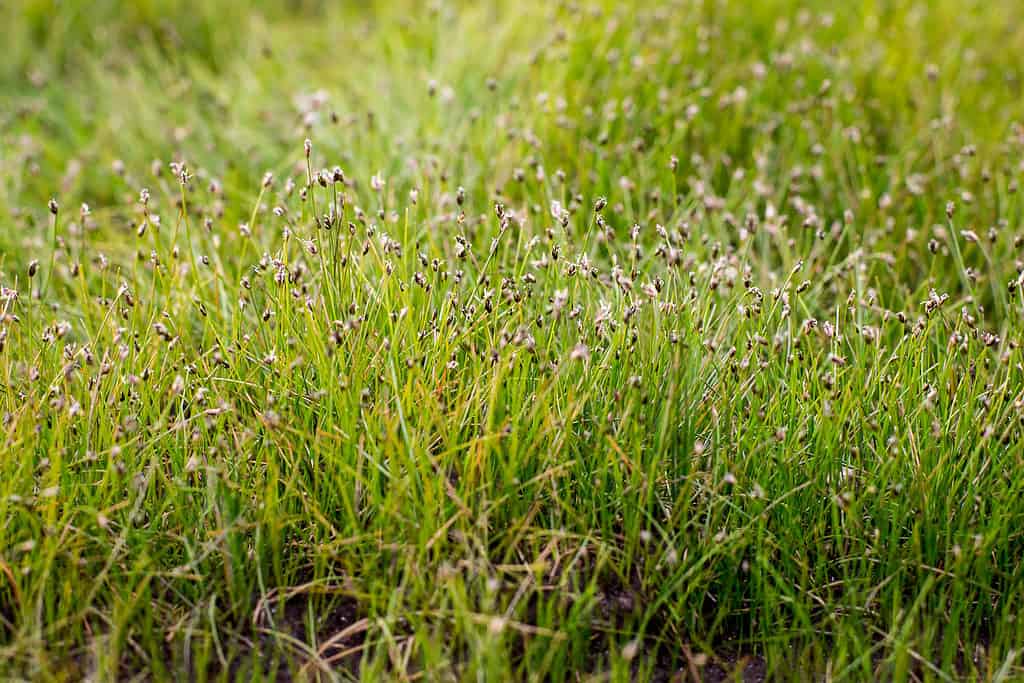 punta dell'ago - Eleocharis acicularis
