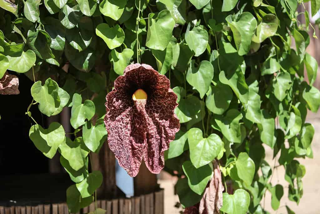 Fiore della vite della pipa dell'olandese gigante