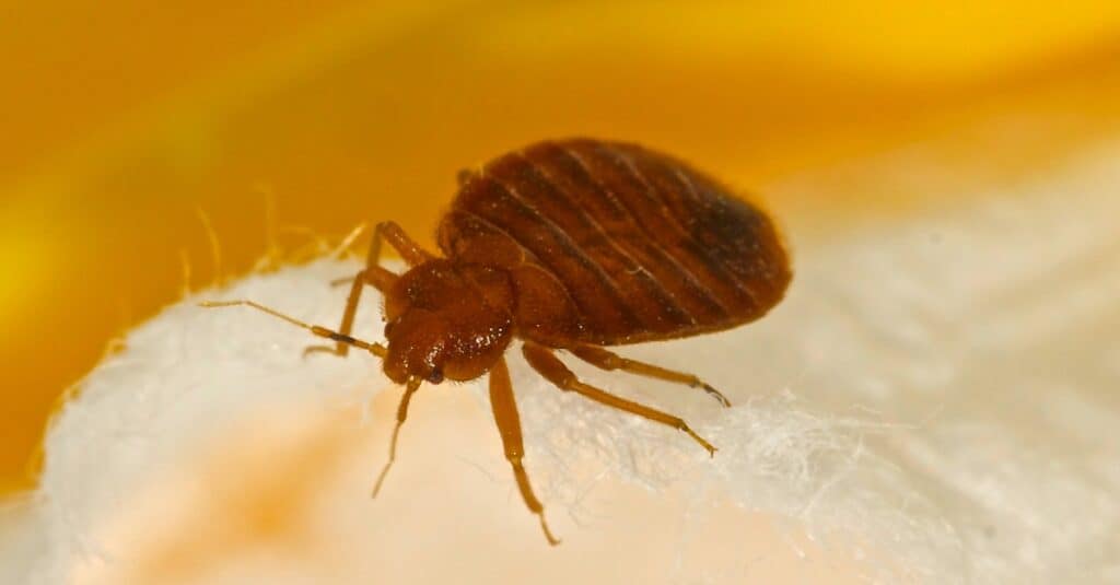 cimice da vicino