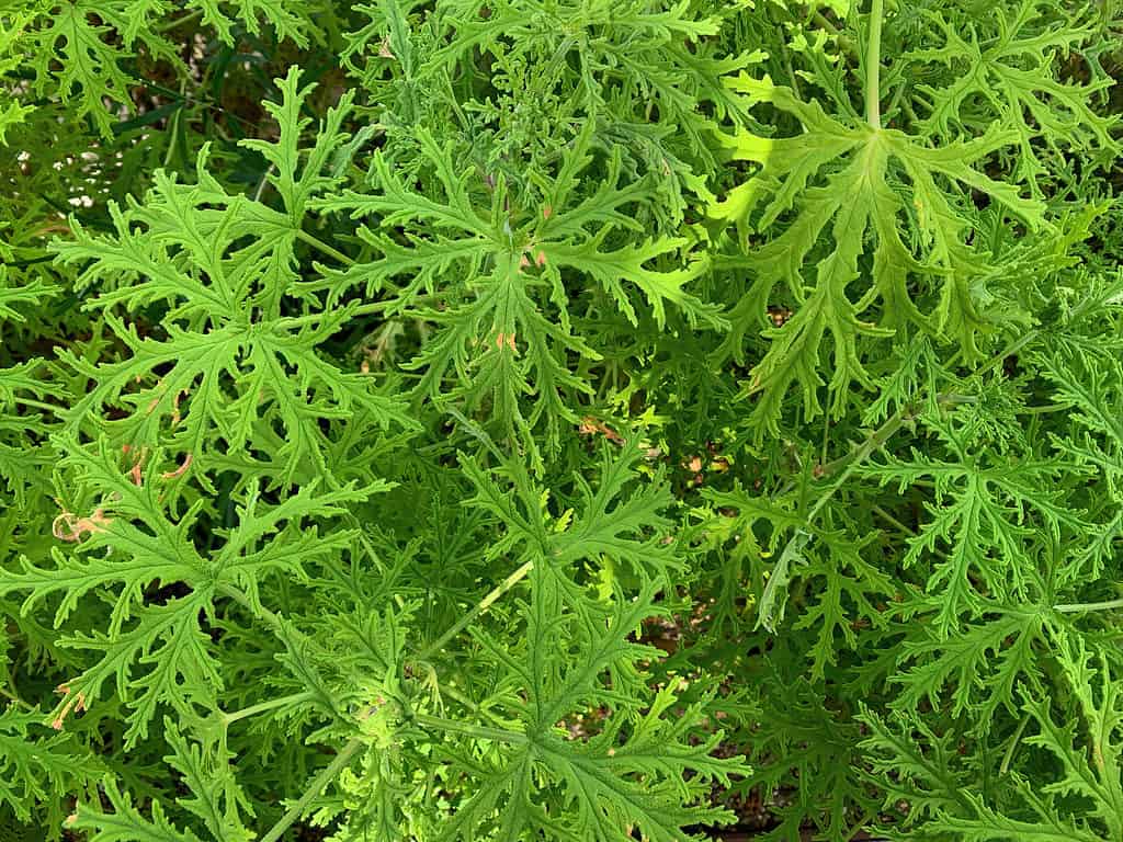 Pianta di citronella (Pelargonium citrosum)