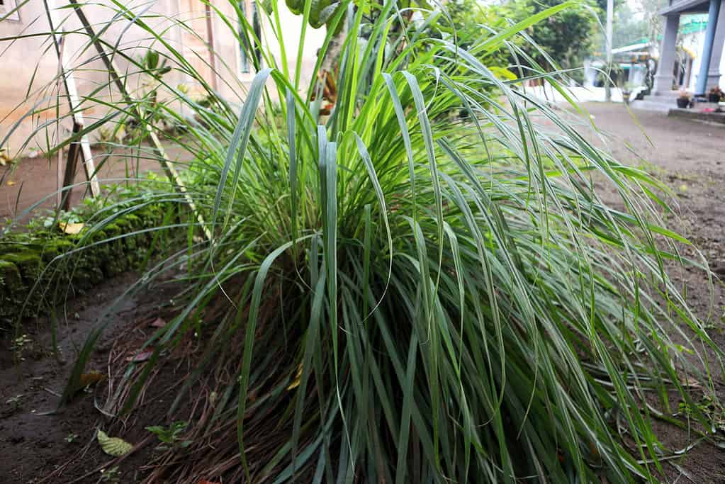 Cymbopogon nardus, erba citronella