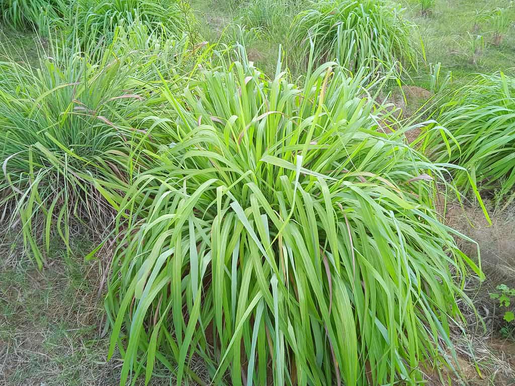 Cymbopogon nardus (erba di citronella)