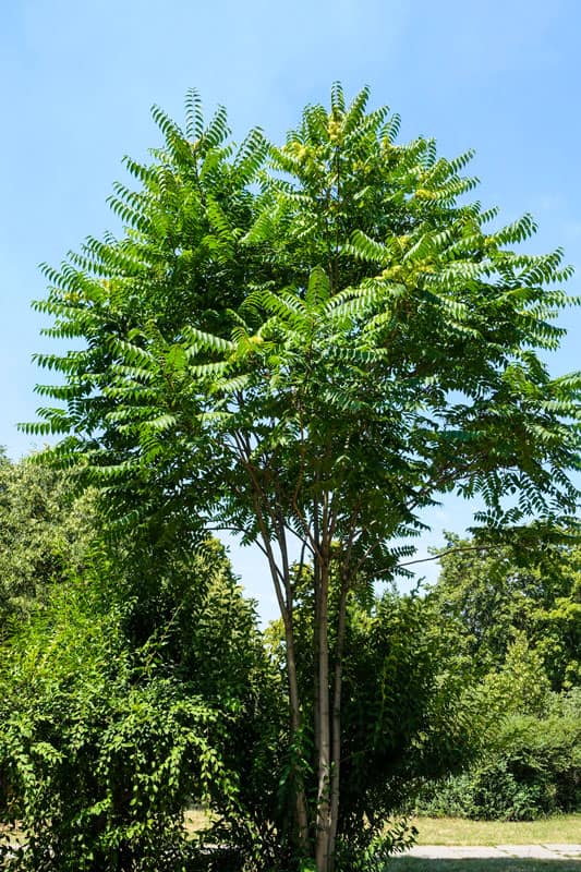 Ailanthus altissima