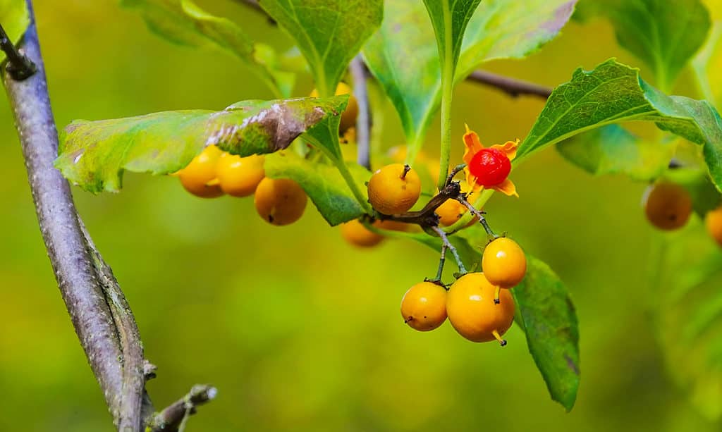 Agrodolce americano
