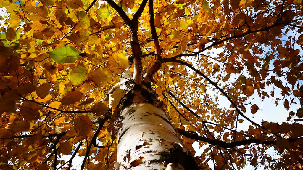 Betula alleghaniensis, la betulla gialla