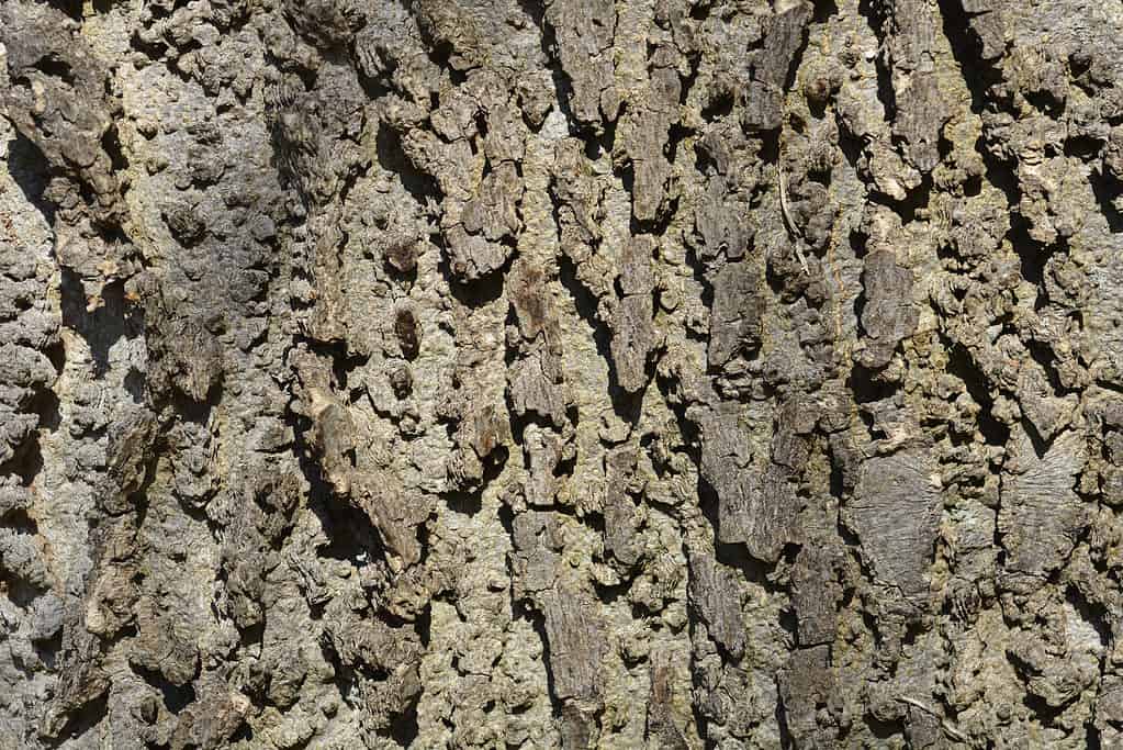 Primo piano della corteccia di hackberry comune (Celtis occidentalis).