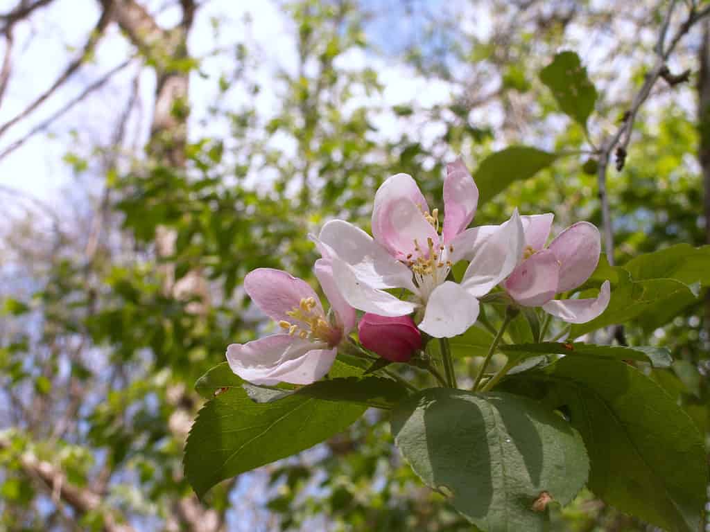 Melo dolce, Melo selvatico (Malus coronaria)