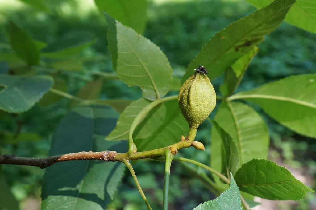 Carya cordiformis (noce americano)