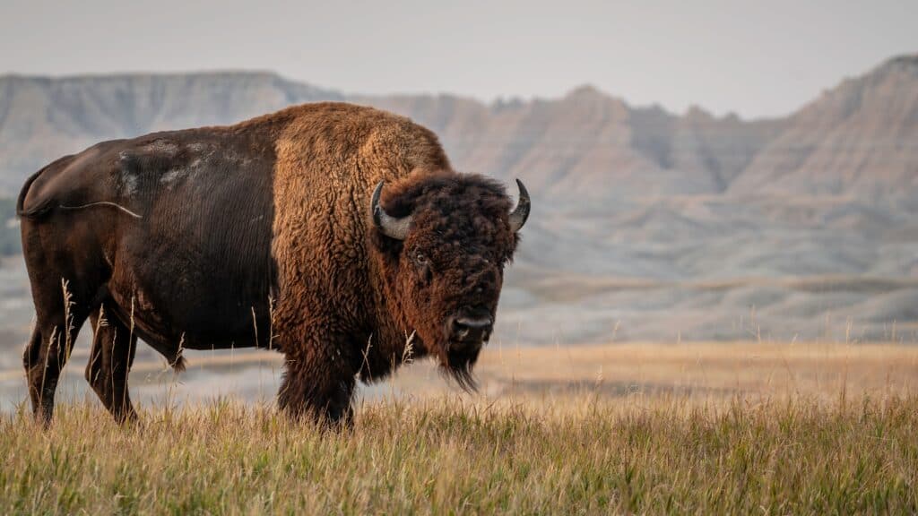 bufalo solitario