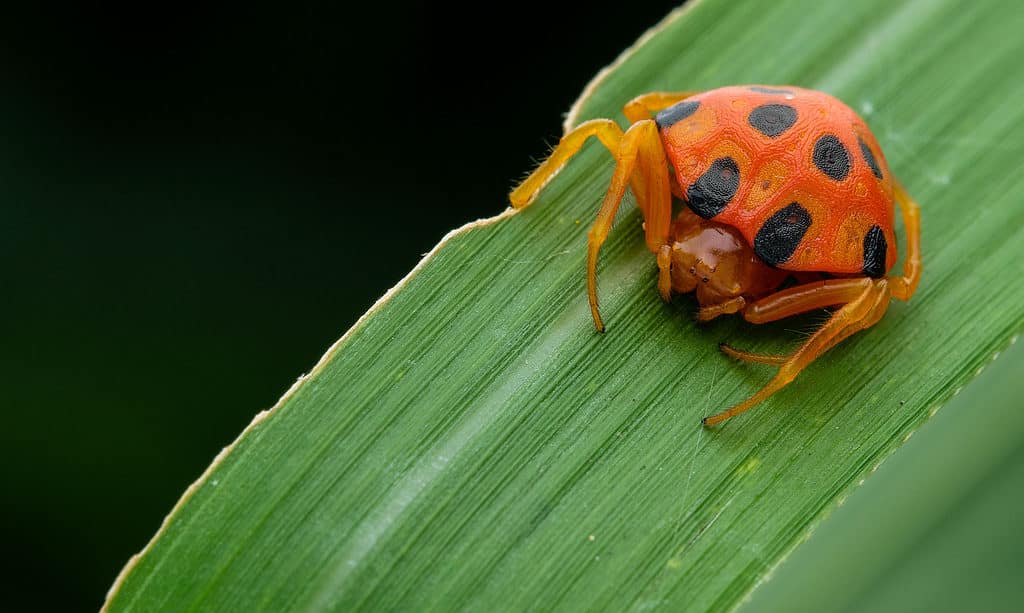 Paraplectana