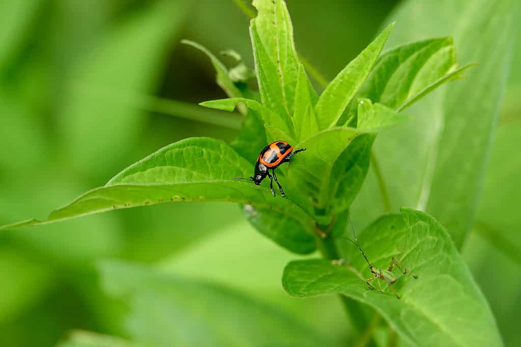 Scarabeo di foglia di Milkweed della palude sulla pianta di Milkweed della palude