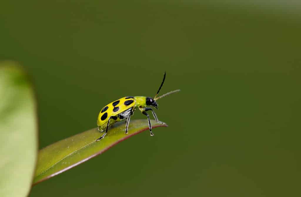 Scarabeo di cetriolo maculato (Diabrotica undecimpunctata) sulla punta di una foglia.