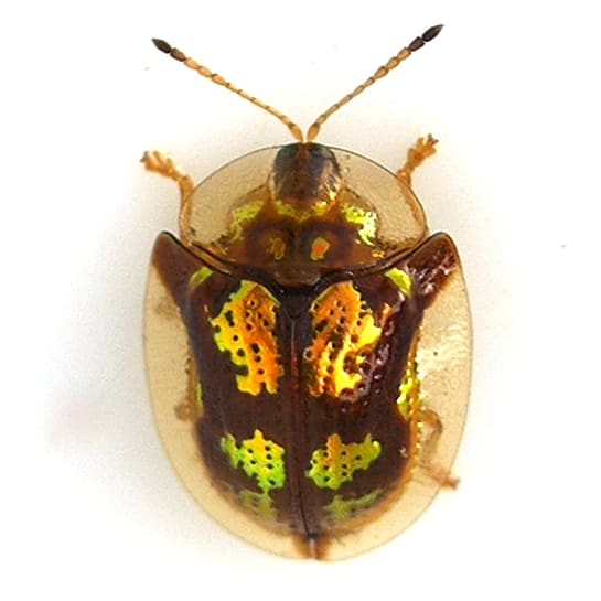 Deloyala guttata - Scarabeo tartaruga screziato