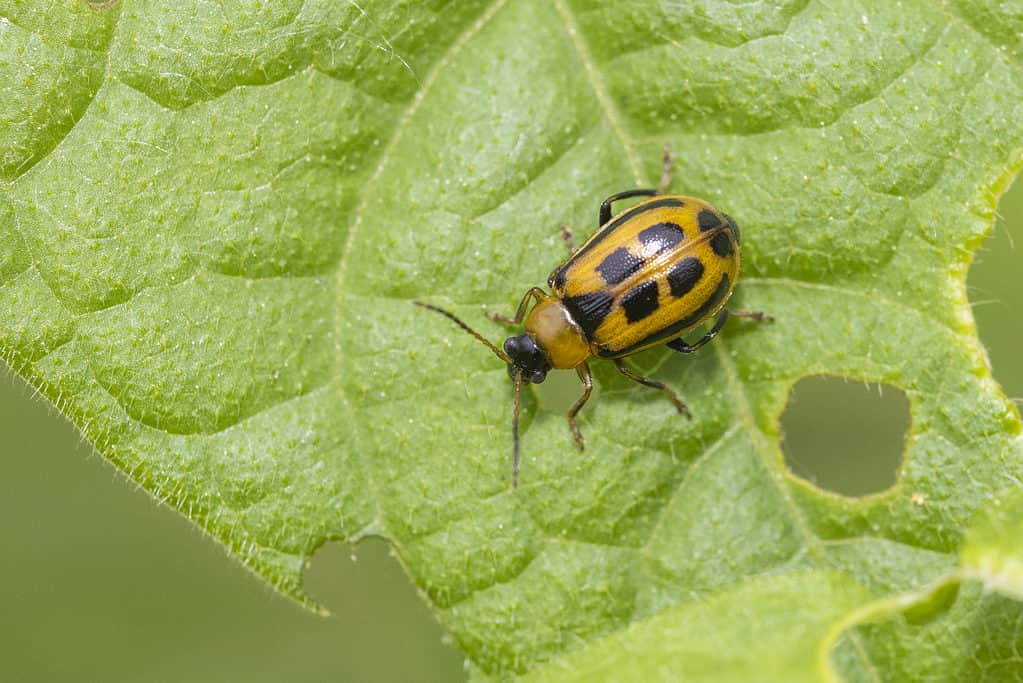 scarabeo foglia di fagiolo