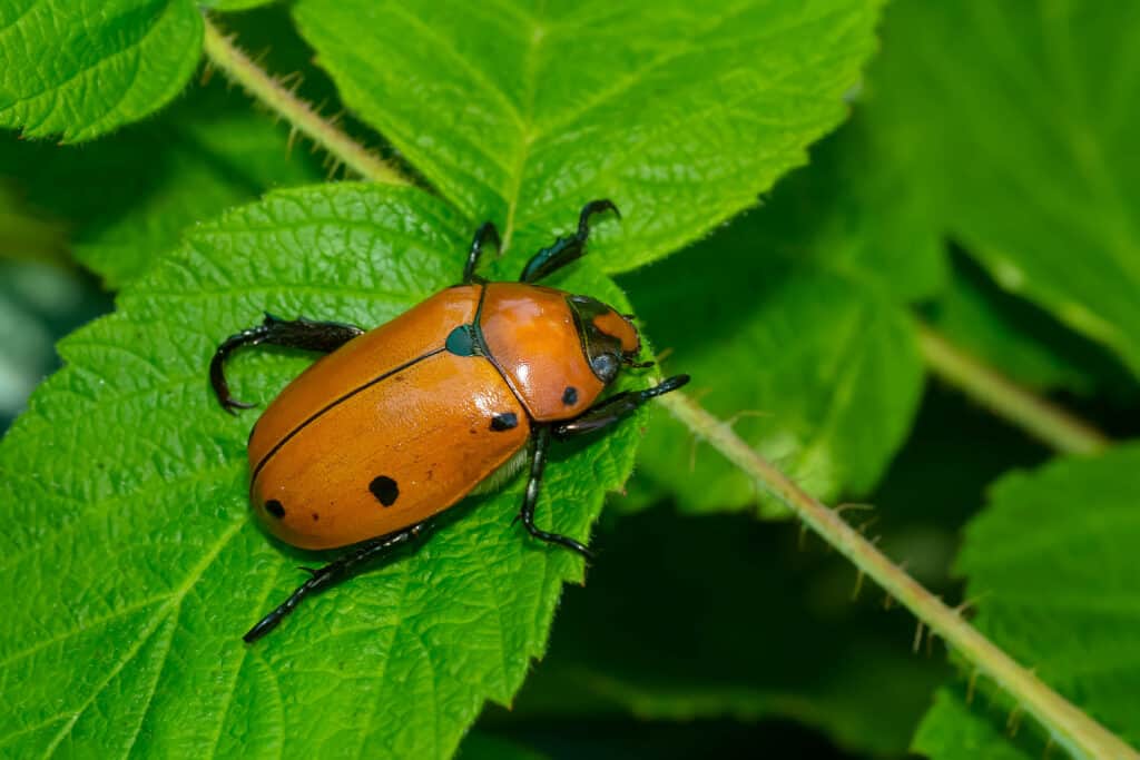 Scarabeo della vite