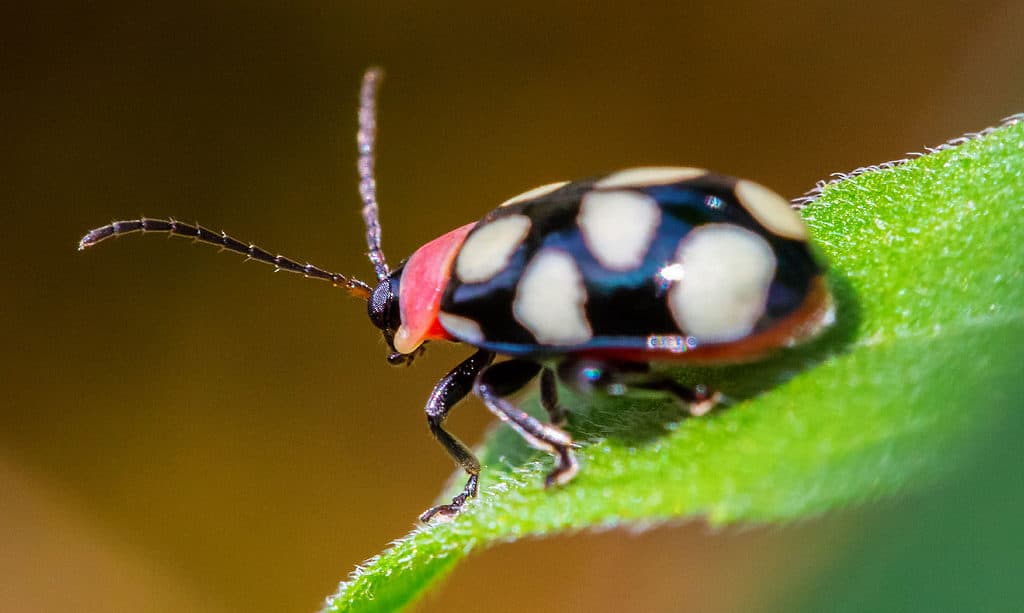 Scarabeo delle pulci a otto macchie
