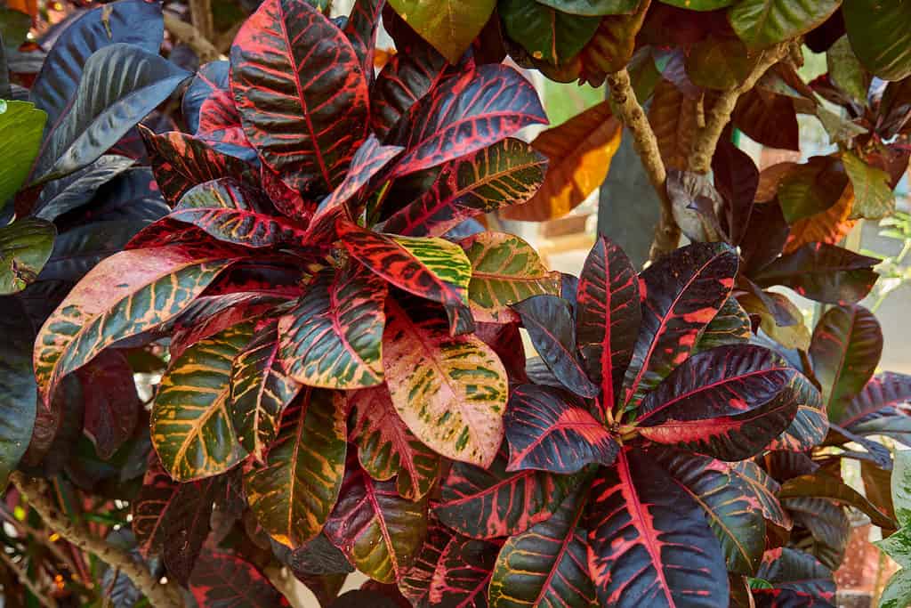 Codiaeum variegatum, Croton, pianta con fogliame ornamentale colorato.  Pianta decidua nel giardino botanico.